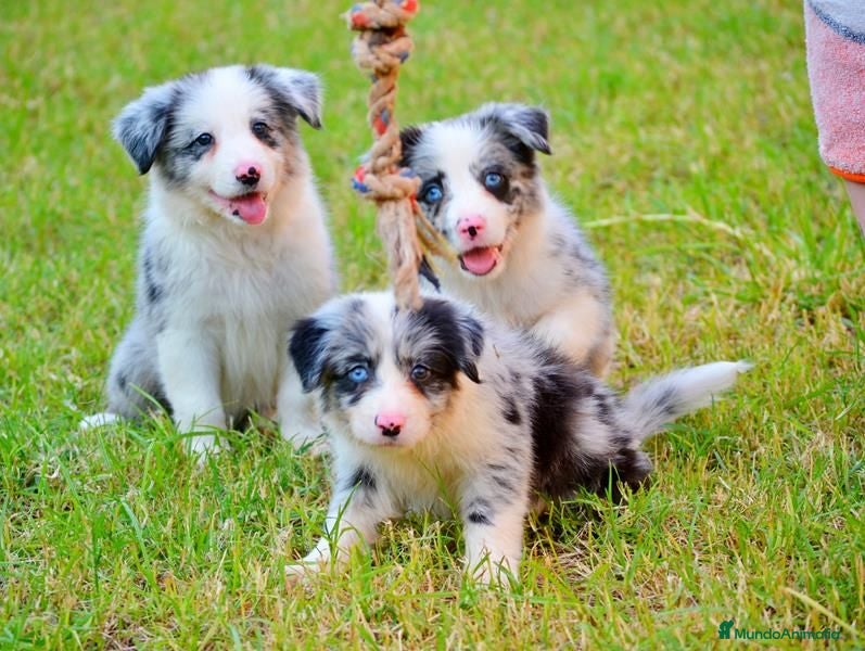 Border Collie perros camada de border collie  - Anuncio 4