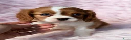 Cavalier King Charles Spaniel perros en venta: CAVALIER BLENHEIN MACHOS Y HEMBRAS - Anuncio 8