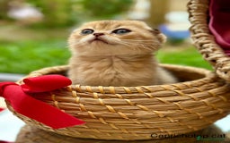 Británico de Pelo Corto gatos en venta: Gatitos British y Scottish Fold  - Imagen 6