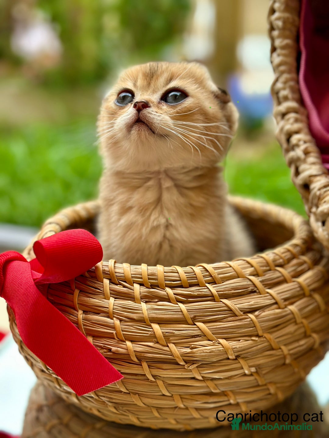 Británico de Pelo Corto gatos en venta: Gatitos British y Scottish Fold  - Imagen 6