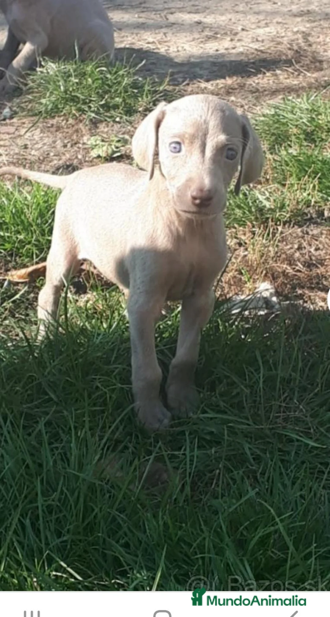 Weimaraner perros en venta: WEIMANARER CAMADA DISPONIBLE! en Barcelona - Anuncio 6
