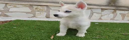 Husky Siberiano perros en venta: Husky Jet Black y Agouti EXÓTICOS - Anuncio 13