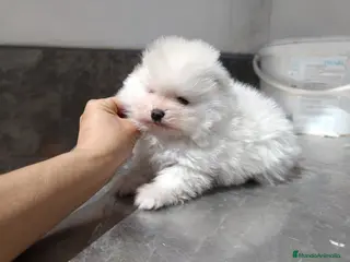 Pomerania perros Pomerania de Lulu en Badajoz - Anuncio 26