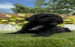 Perro de Agua Español perros en venta: PERRO DE AGUA ESPAÑOL - Imagen 5