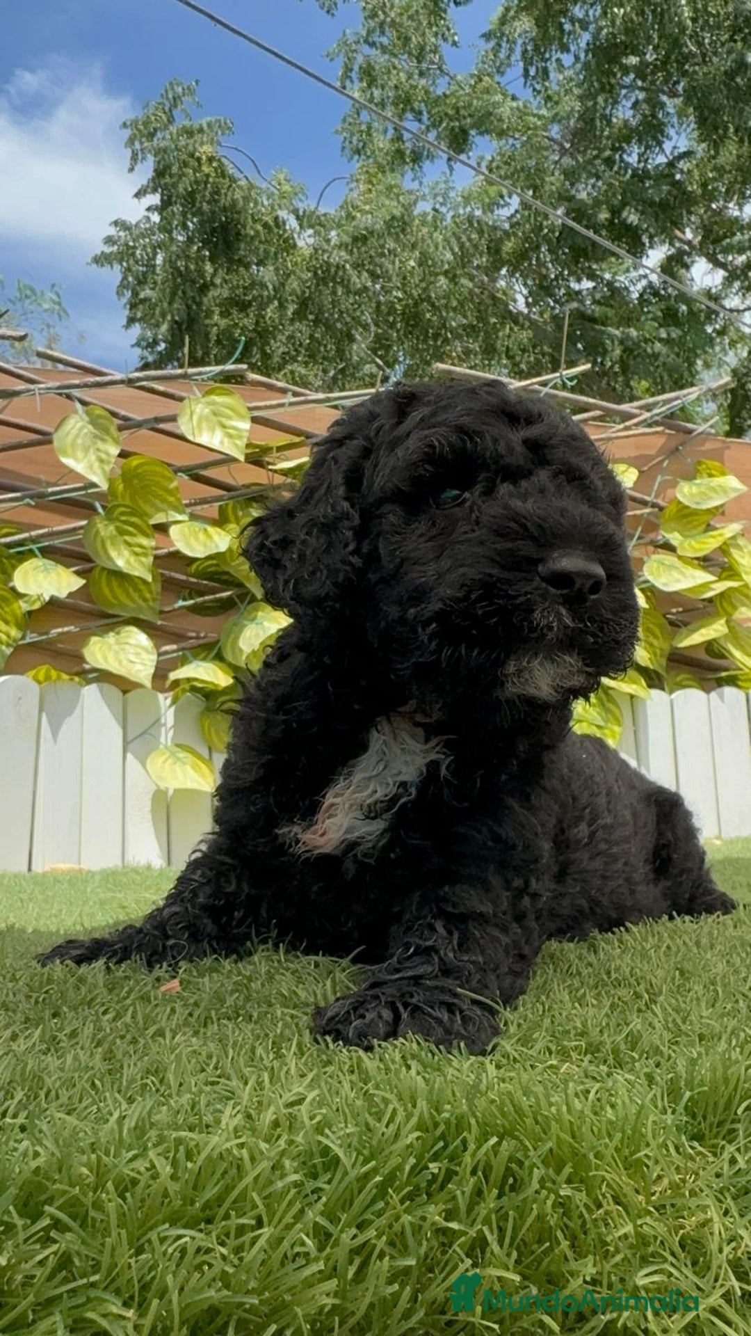 Perro de Agua Español perros en venta: PERRO DE AGUA ESPAÑOL - Imagen 5