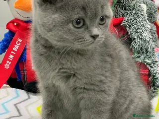 Británico de Pelo Corto gatos British shorthair - Anuncio 3