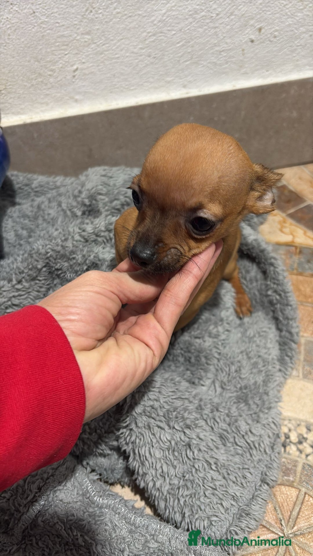Chihuahua perros en venta: Chihuahua color ciervo  - Anuncio 10