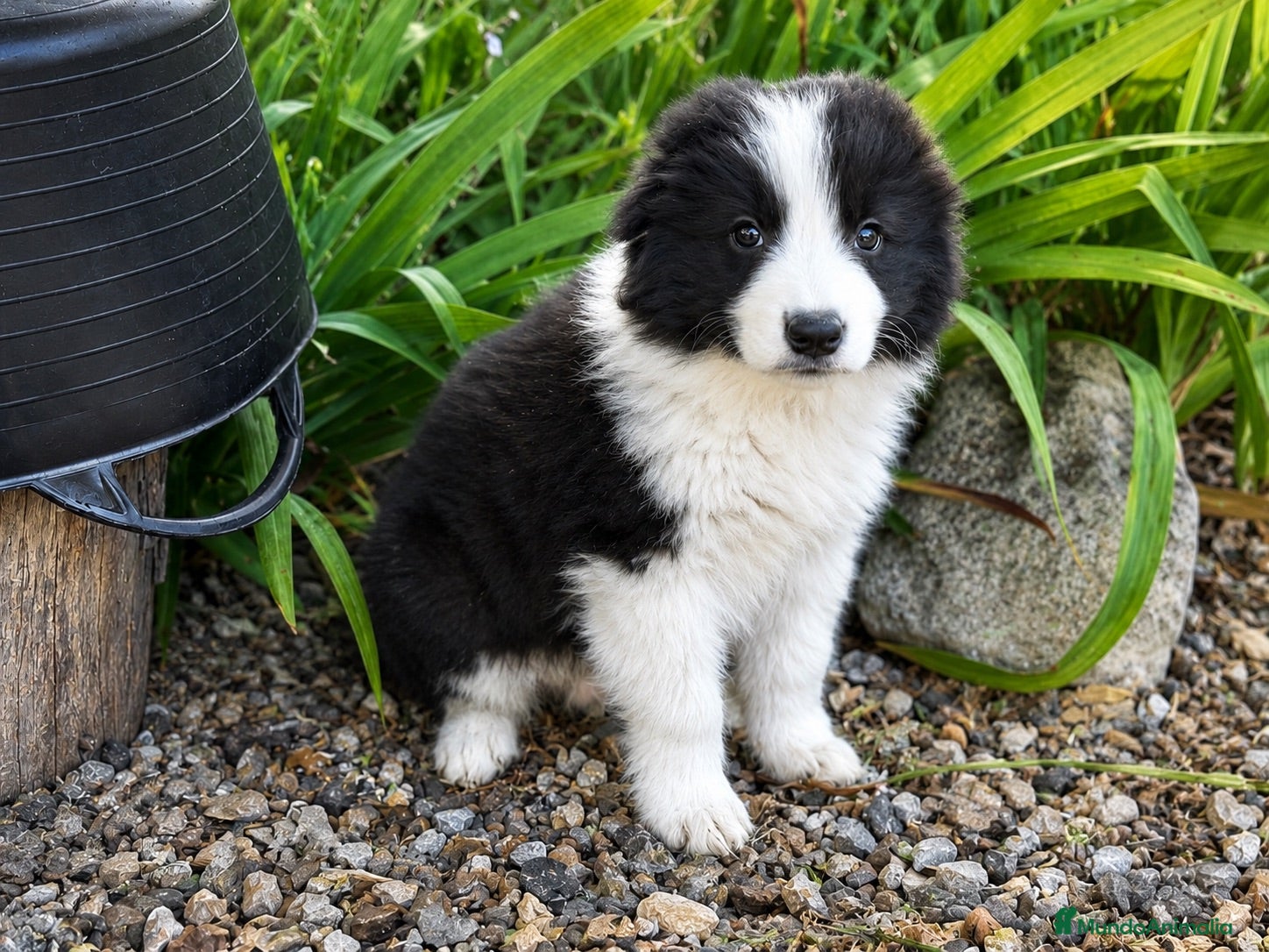 Border Collie perros 🐾 Border Collie tranquilos y equilibrados 🐾 - Anuncio 16