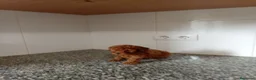 Caniche Toy perros en venta: Caniche toy - Anuncio 2