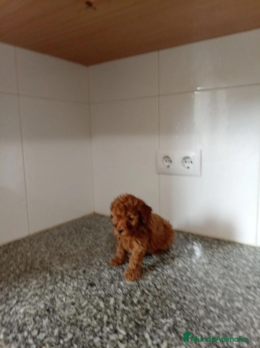 Caniche Toy perros en venta: Caniche toy - Anuncio 2