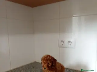 Caniche Toy perros Caniche toy - Anuncio 3