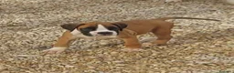 Boxer perros en venta: Boxer - Anuncio 4