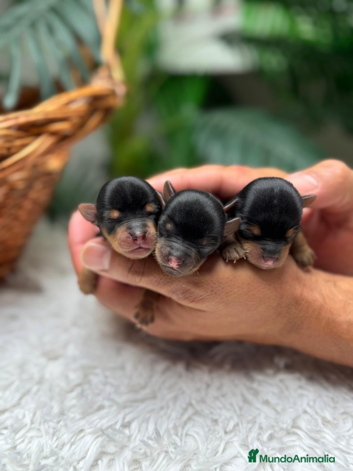 Yorkshire Terrier perros en venta: YORKSHIRE TERRIER - Anuncio 22