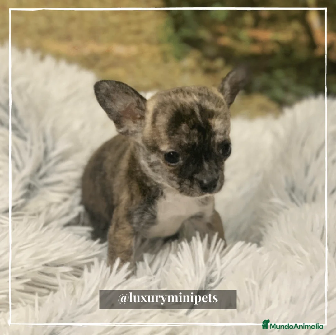 Chihuahua perros en venta: Camada de Chihuahua cabeza de venado en Madrid - Anuncio 2