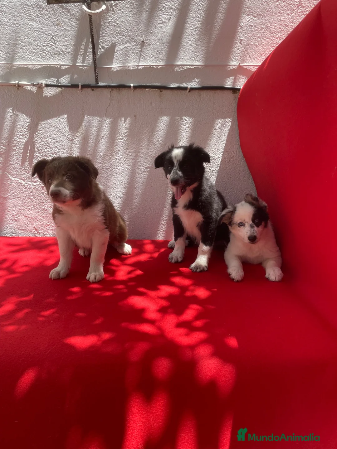 Border Collie perros en venta: Excelentes cachorros Border collie  - Anuncio 1