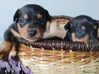 Pinscher Miniatura perros Cachorro Mini Pinscher - Anuncio 1