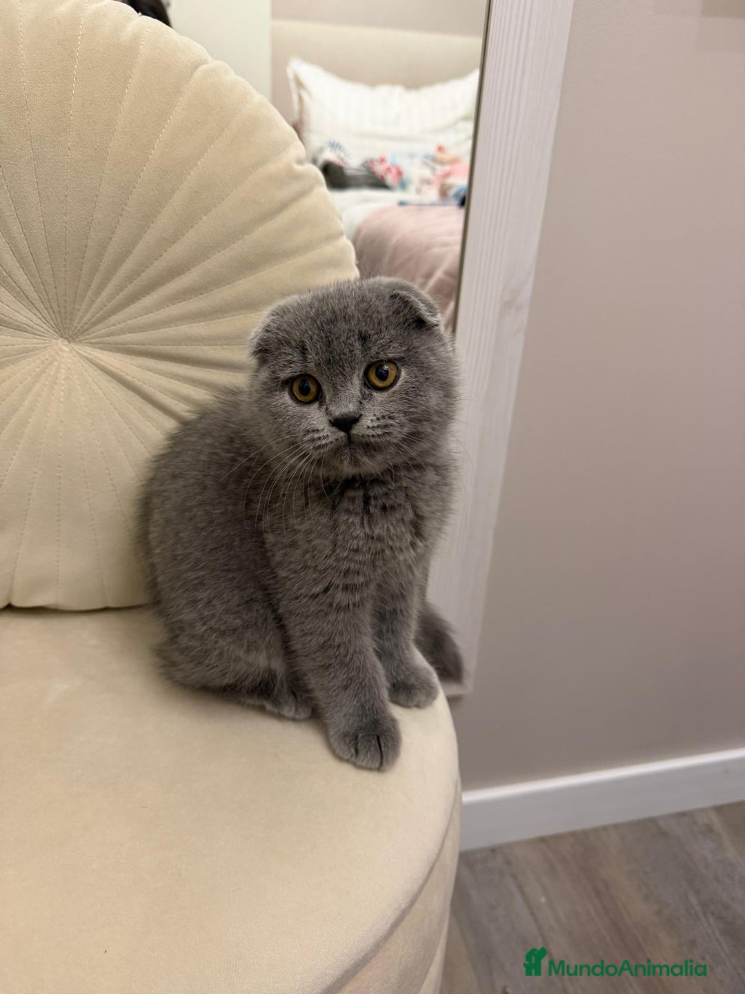 Scottish Fold gatos en venta: Scottish fold Blue Macho precioso disponible  - Anuncio 1