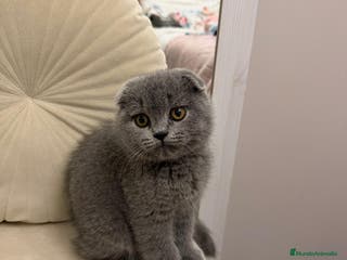 Scottish Fold gatos Scottish fold Blue Macho precioso disponible - Anuncio 1