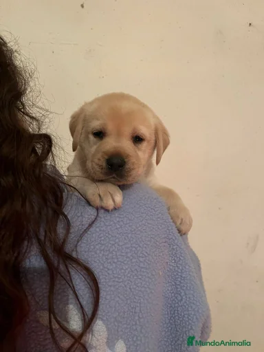 Imagen de galería {{count}}