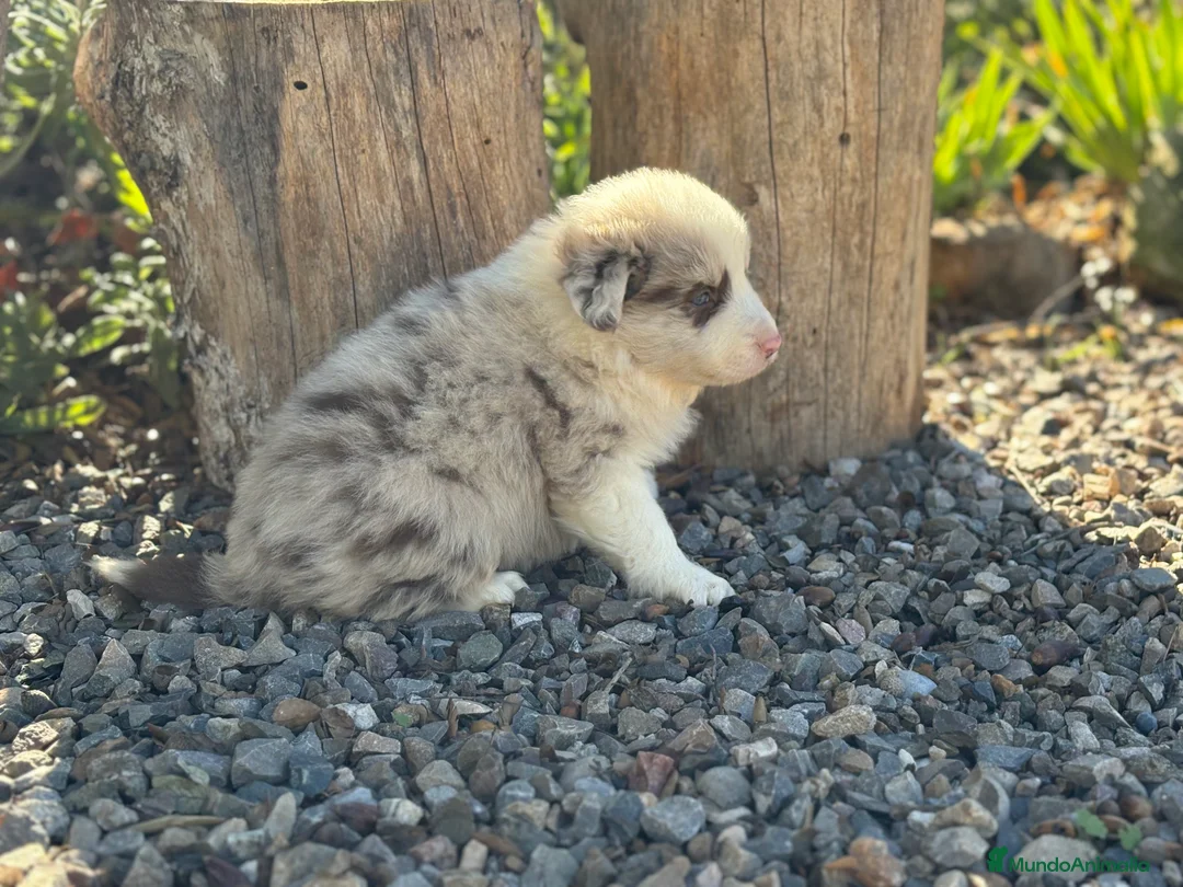 Border Collie perros en venta: 🐾🐾🐾 Border Collie Exclusivos 🐾🐾🐾 - Anuncio 3