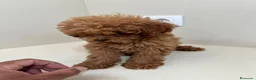 Caniche Toy perros en venta: Caniche toy - Anuncio 5