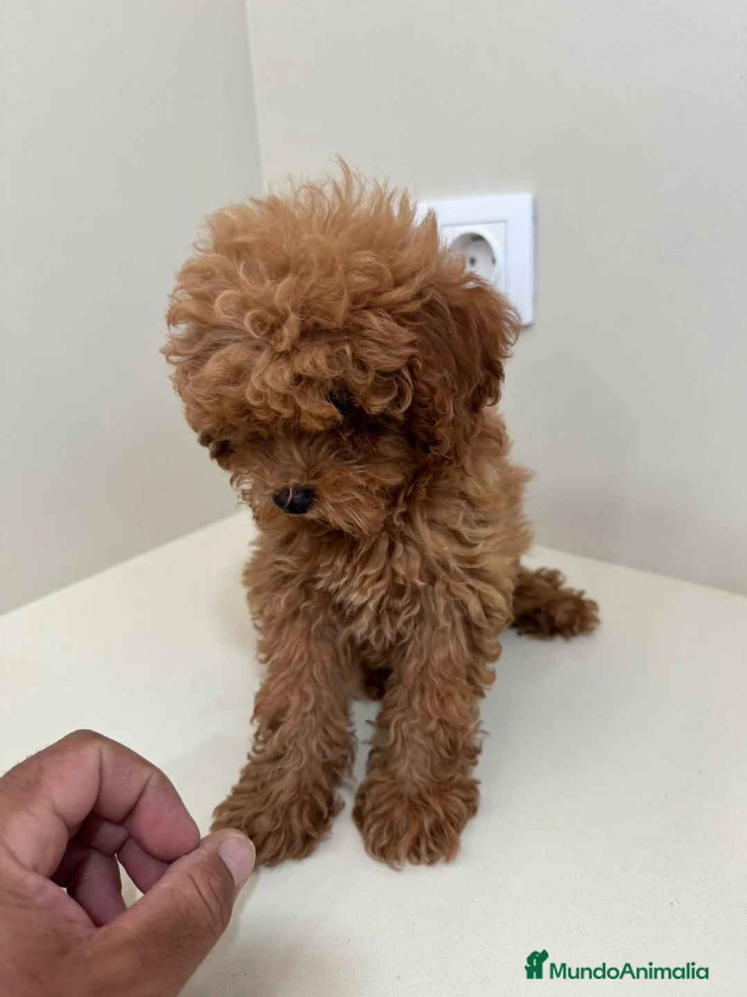 Caniche Toy perros en venta: Caniche toy - Anuncio 5