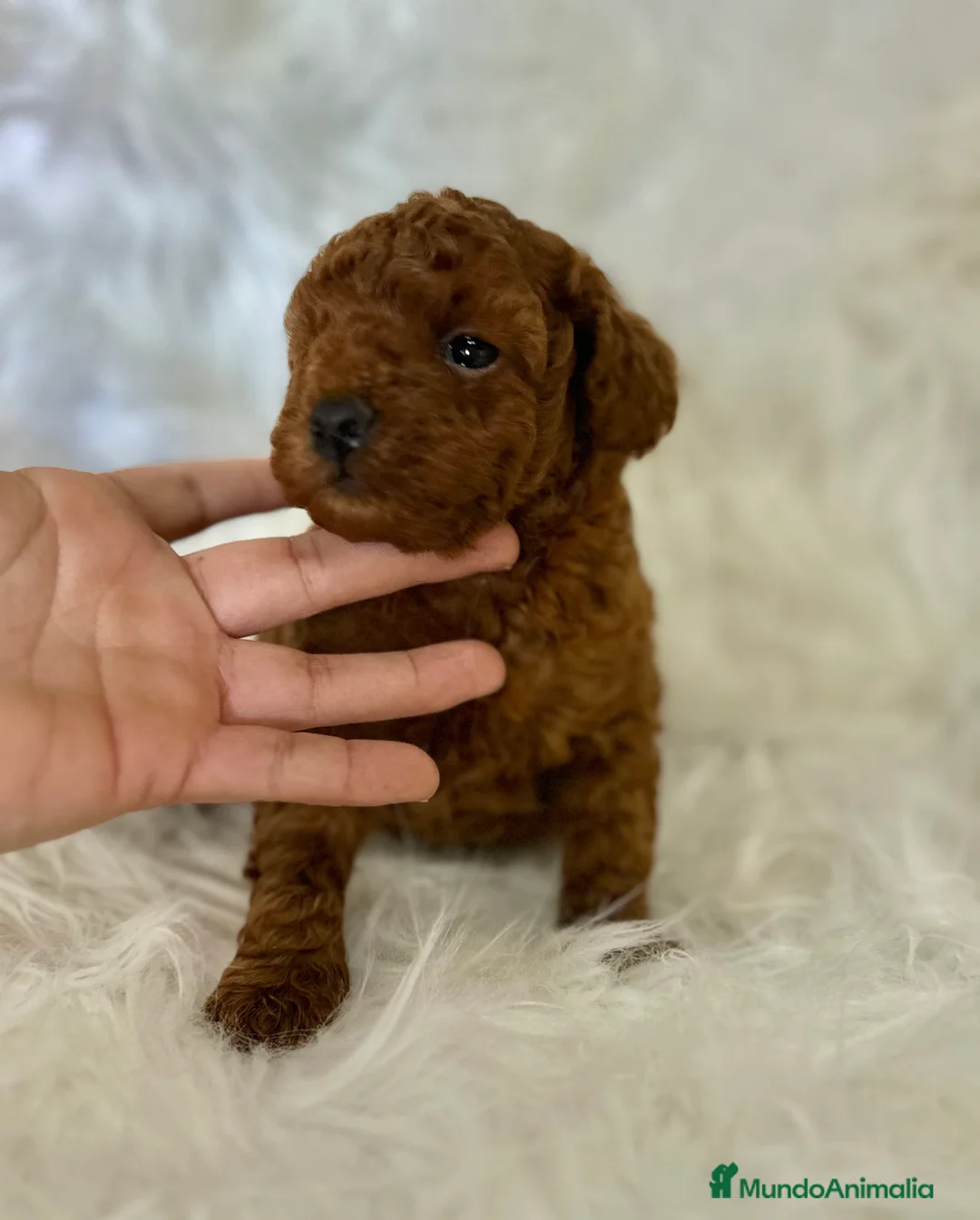 Caniche Toy perros en venta: CAMADA CANICHE TOY ROJOS  - Anuncio 7