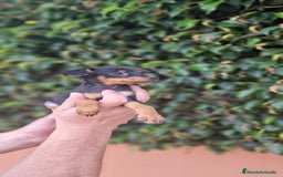 Pinscher Miniatura perros en venta: MINI PINCHER TOY - Imagen 4