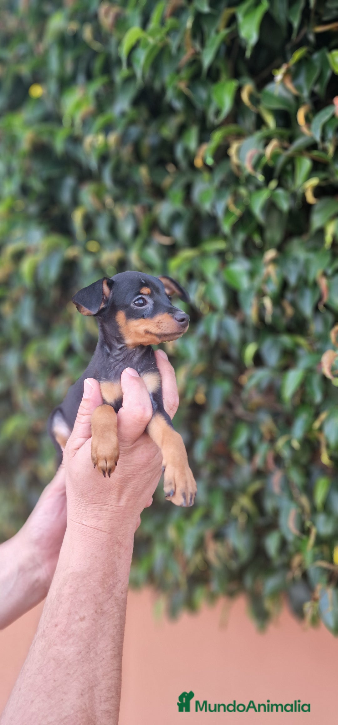 Pinscher Miniatura perros en venta: MINI PINCHER TOY - Imagen 4