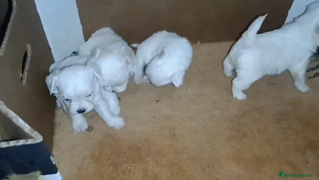 Bichón Maltés perros en venta: BICHÓN MALTES  - Anuncio 2