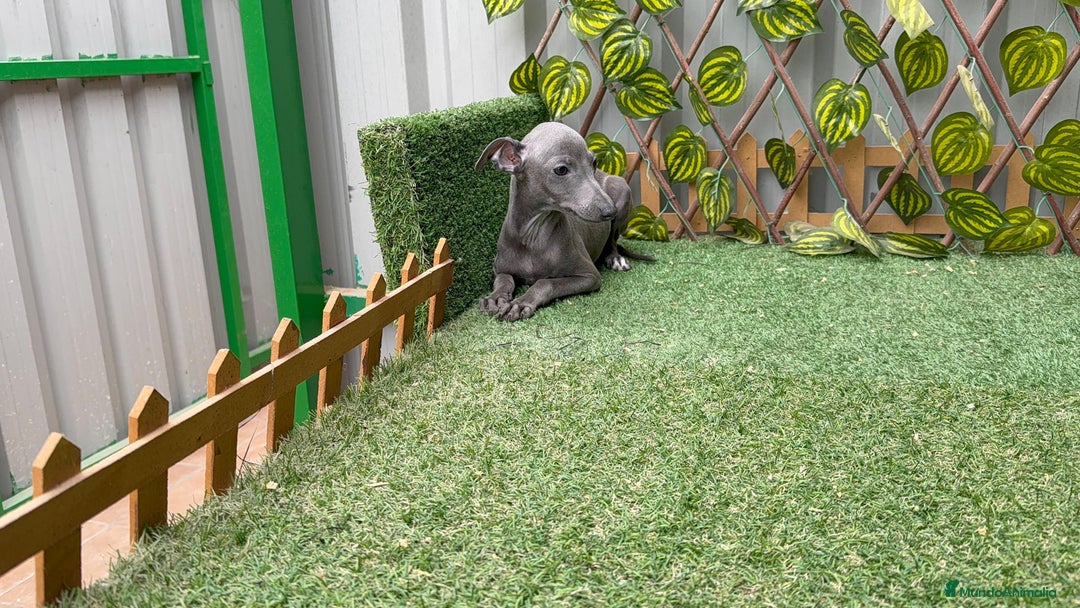 Pequeño Lebrel Italiano perros en venta: Piccolo italiano - Anuncio 5