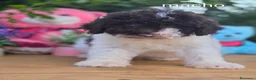 Perro de Agua Español perros en venta: Excelente camada de perro de aguas - Anuncio 1