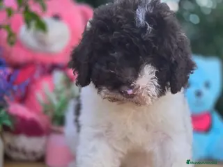 Perro de Agua Español perros Excelente camada de perro de aguas - Anuncio 1