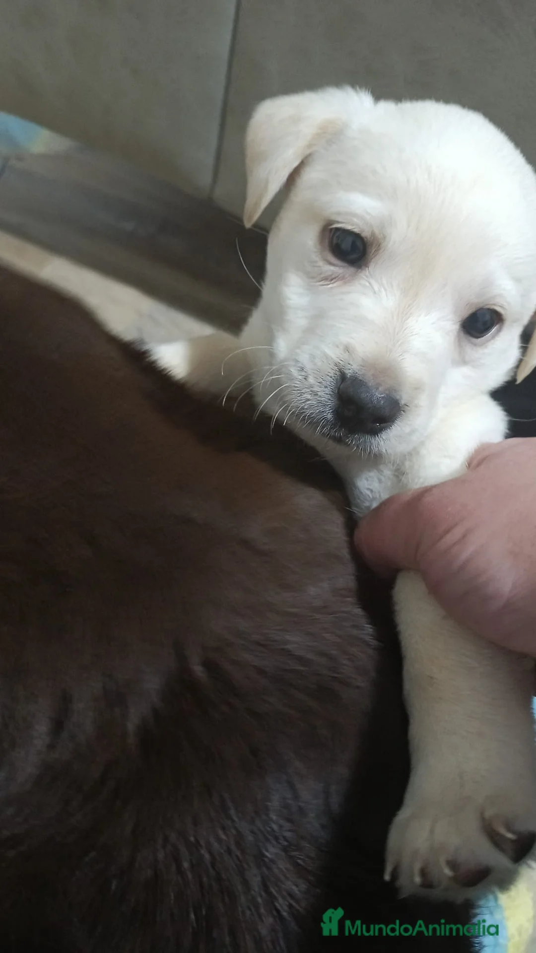 Labrador Retriever perros en venta: Macho canela labrador retriever  - Anuncio 3