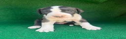 Dogo Argentino perros en venta: Dogo argentino  - Anuncio 1