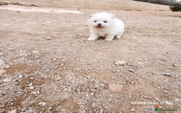 Pomerania perros en venta: MACHITO CHIQUITIN DE POMERANIA - Anuncio 6
