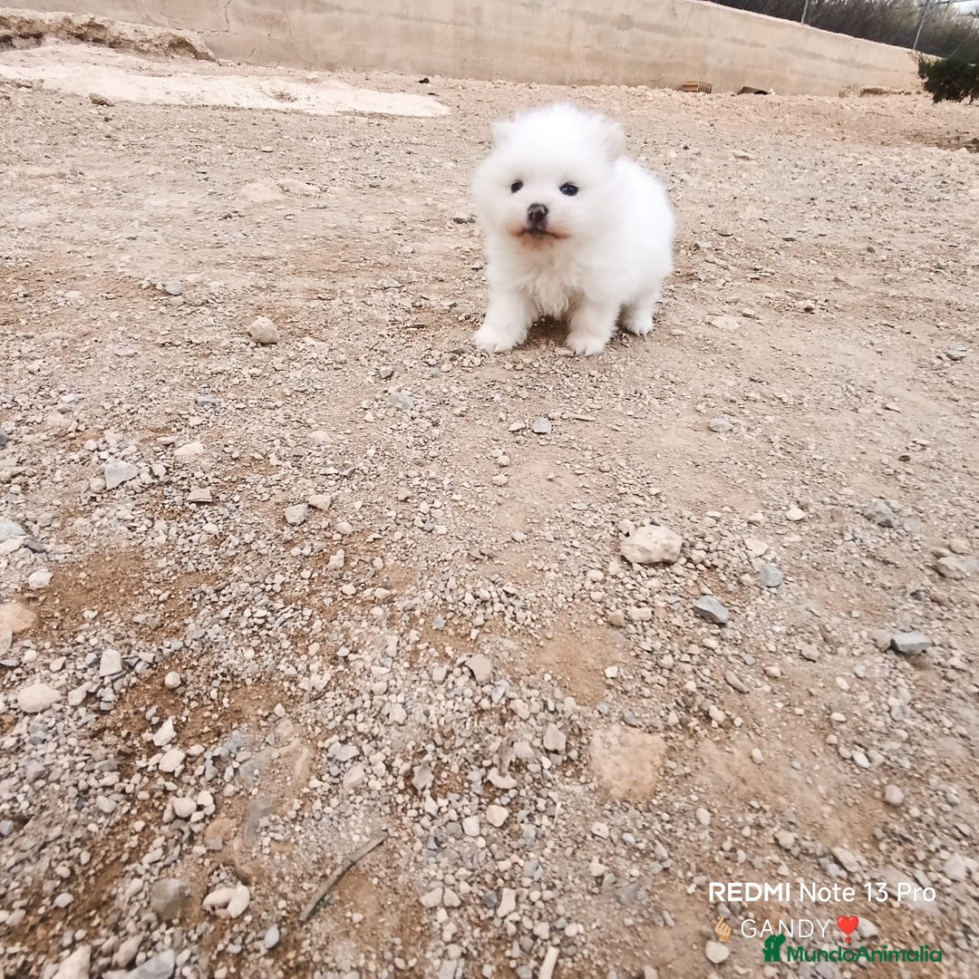 Pomerania perros en venta: MACHITO CHIQUITIN DE POMERANIA - Anuncio 6