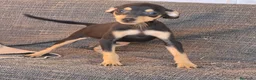 Pinscher Miniatura perros en venta: Pincher Miniatura Negro y fuego  - Anuncio 5