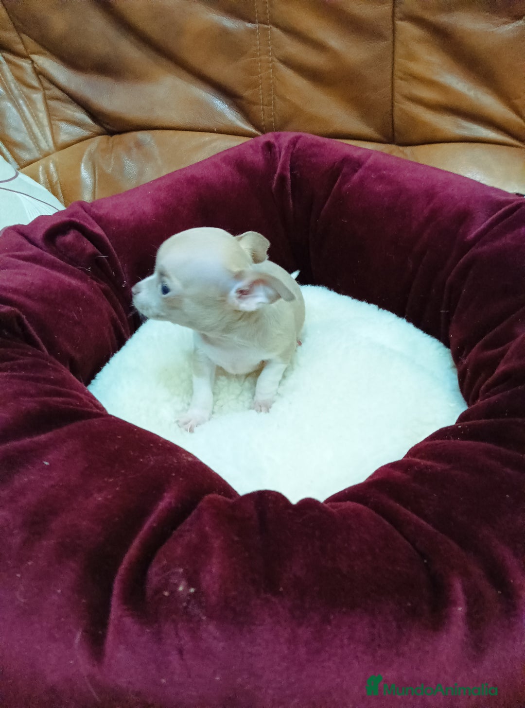 Chihuahua perros en venta: Chihuahua toy - Anuncio 3