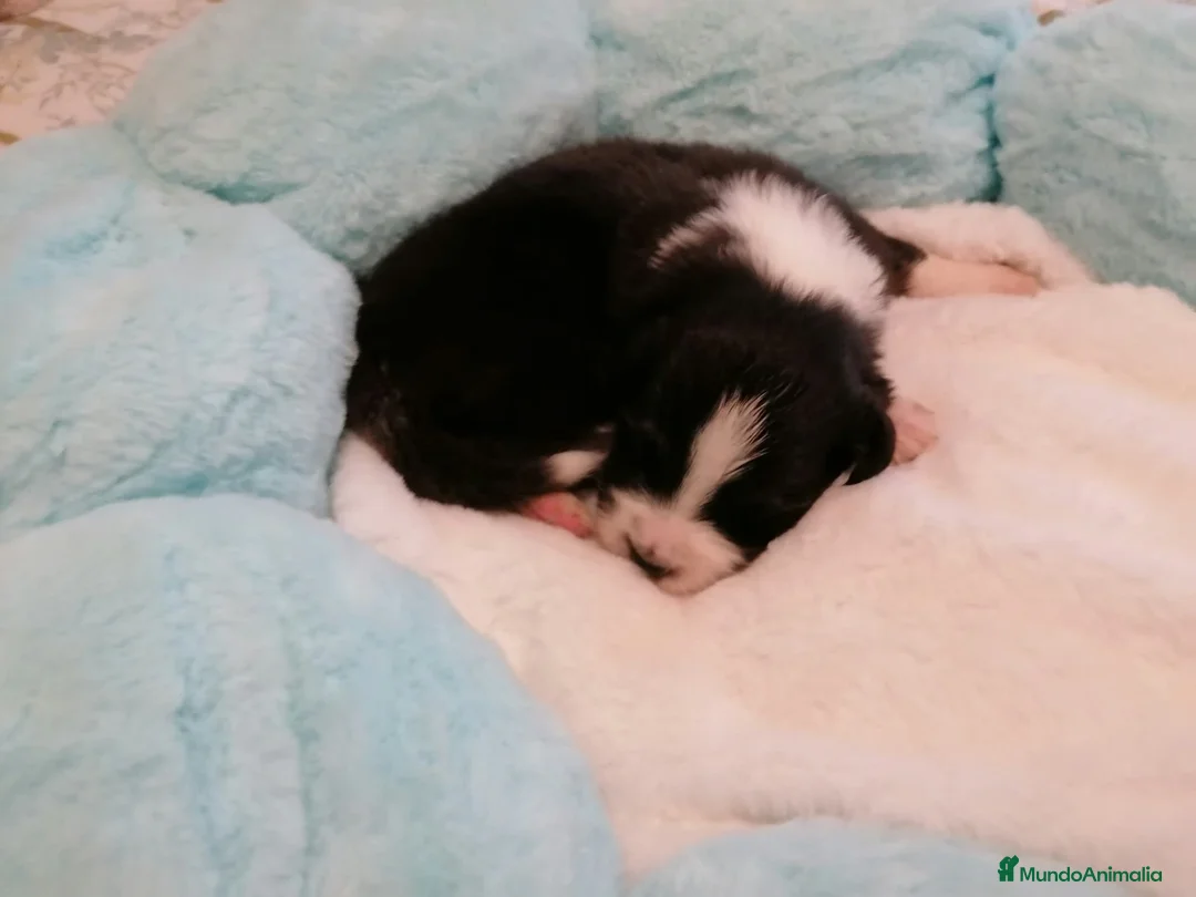Pastor Australiano perros en venta: Excelente camada de Pastor Australiano  - Anuncio 6