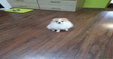 Pomerania perros - Anuncio 13