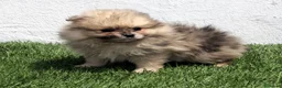 Pomerania perros en venta: Pomerania - Anuncio 18