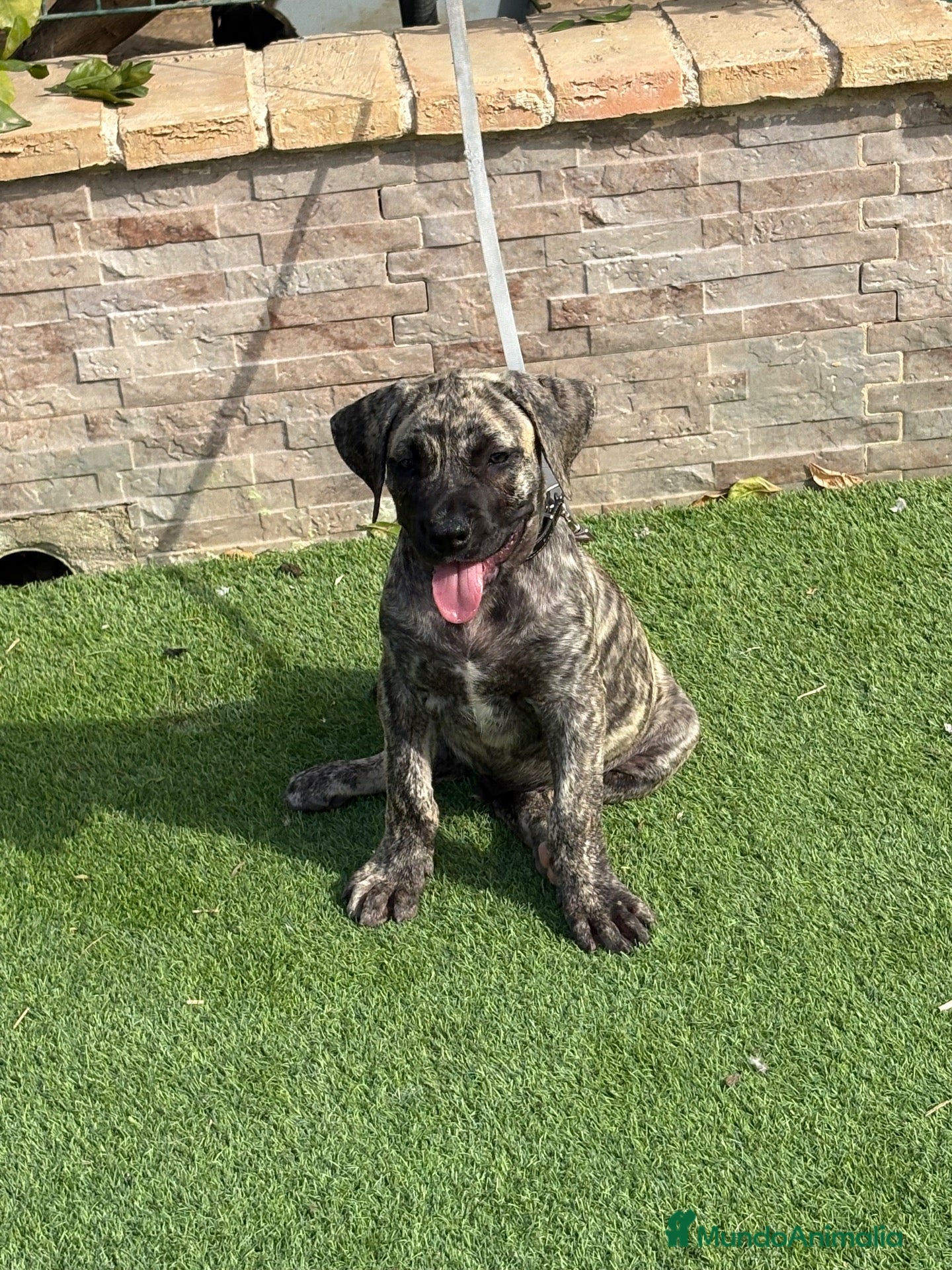 Presa Canario perros en venta: Disponible presa canario  - Anuncio 1