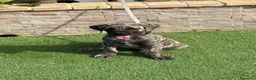 Presa Canario perros en venta: Disponible presa canario  - Anuncio 1