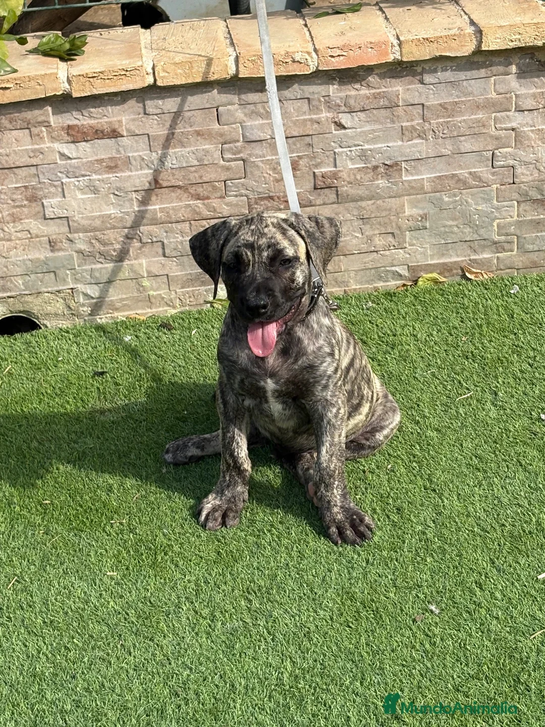 Presa Canario perros en venta: Disponible presa canario  - Anuncio 1