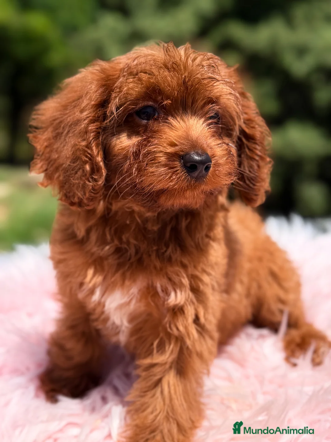 Cavapoo perros en venta: Cavapoo roja pimentón  - Anuncio 2