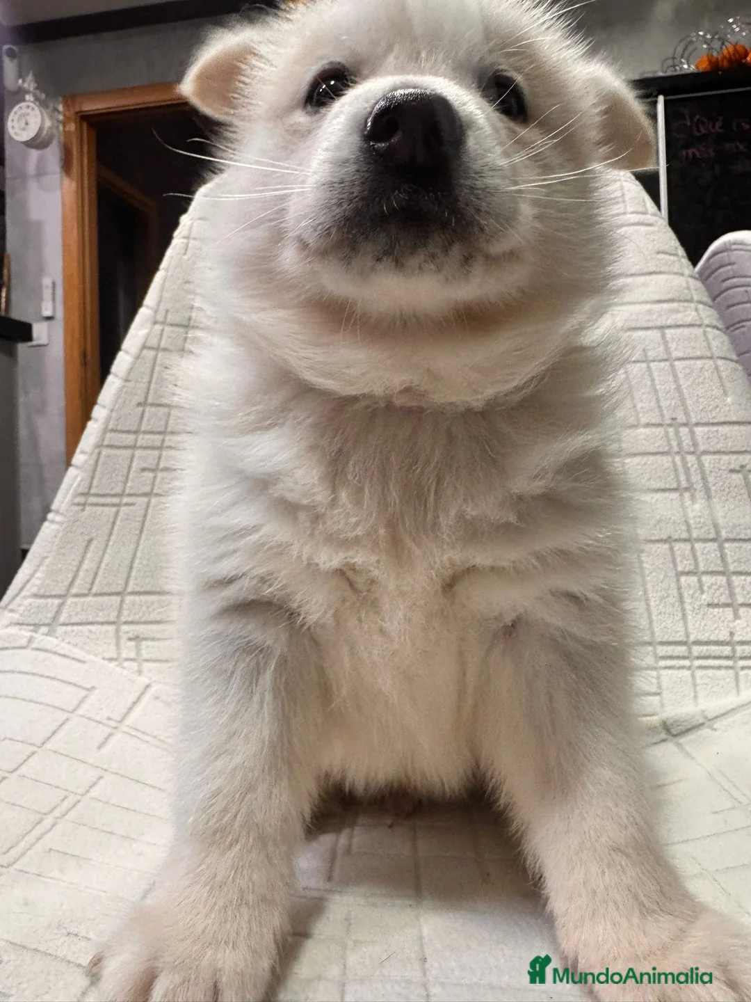 Pomsky perros en venta: Cachorro macho de Pomsky  - Anuncio 3