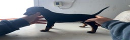 Pinscher Miniatura perros en venta: Mini pincher - Anuncio 3