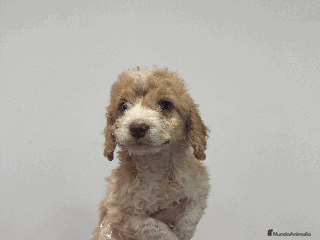 Perro de Agua Español perros en Madrid - Anuncio 7