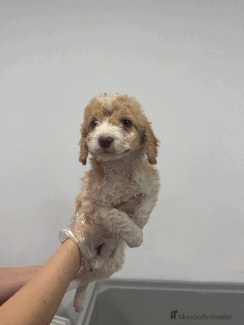 Perro de Agua Español perros en Madrid - Anuncio 7